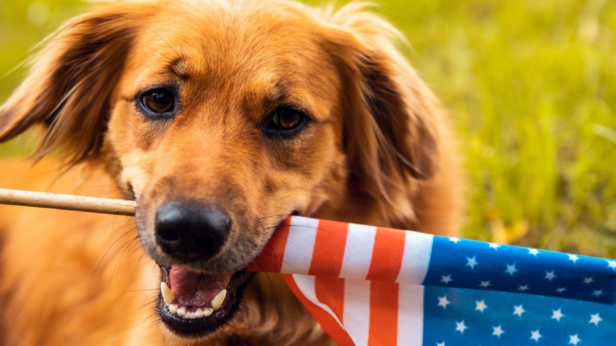 Dog carrying American flag in mouth