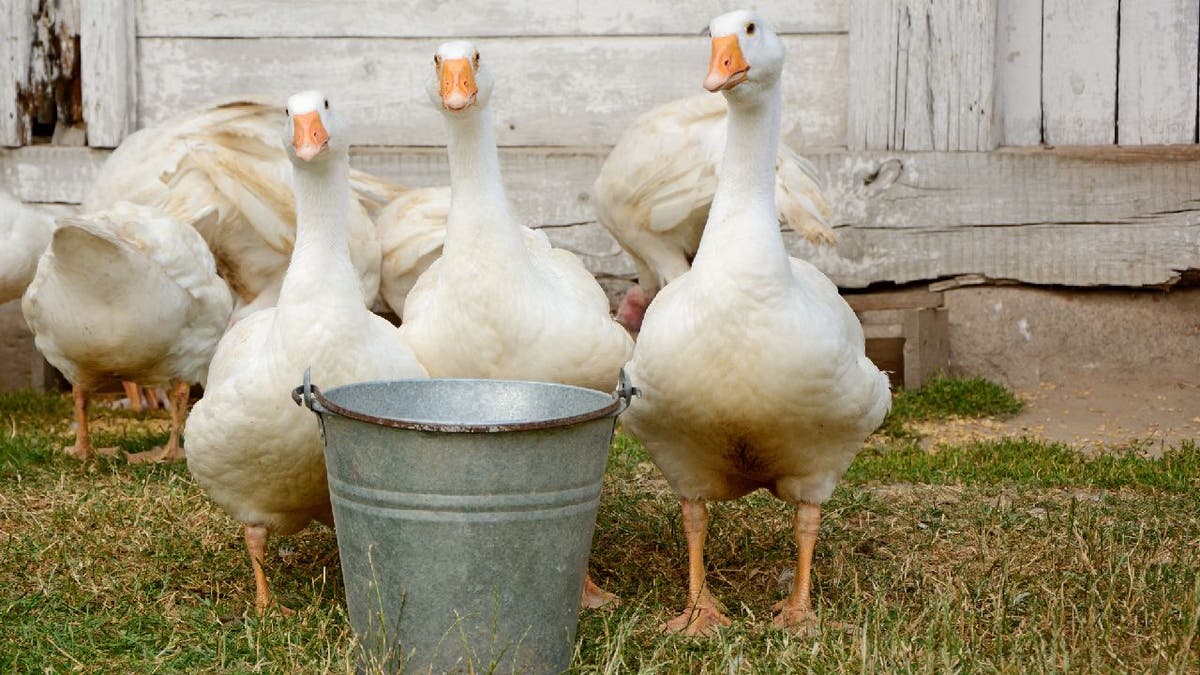 Ducks stand around feed bucket