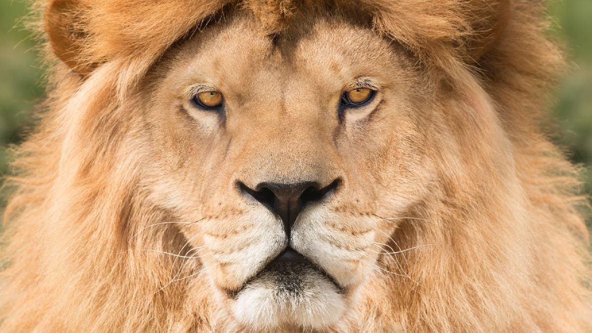 Close-up photo of a male lion's face and mane.