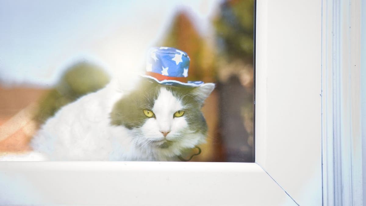 Cat wearing American flag hat