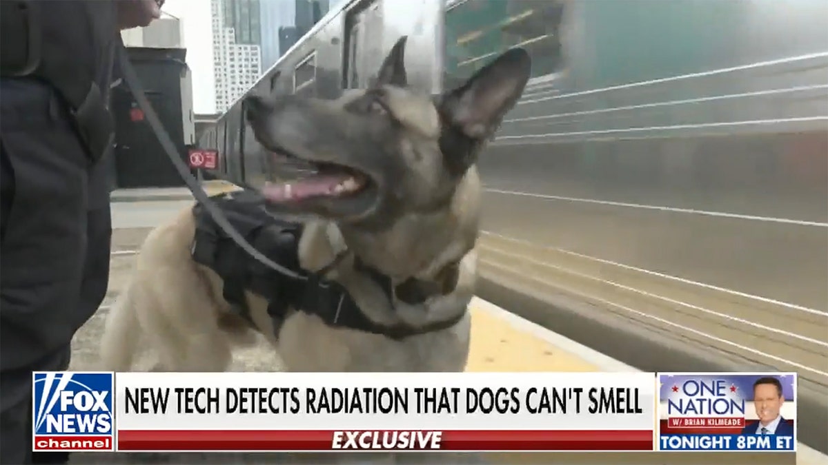 NYPD K9 unit dog with tech harness