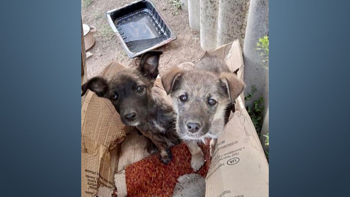 Stray puppies Ukrainian