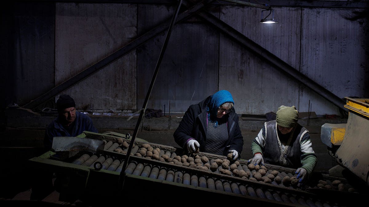 Ukrainian potato factory workers 