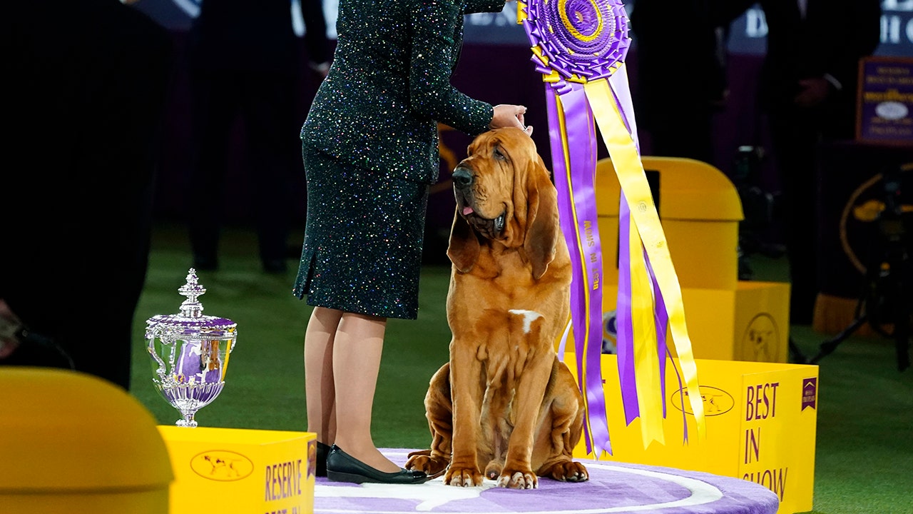 Bloodhound named Trumpet claims top prize at Westminster Kennel