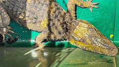 Alligator found under car in Texas desert: ‘A rare sight’