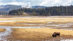 Pennsylvania woman gored by buffalo in Yellowstone, 2nd visitor this week