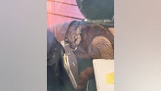 California mountain lion wanders into high school classroom