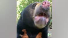 Zoo offers the public a peek at endangered sun bears rescued from illegal wildlife trade