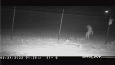 Unidentified object filmed outside Amarillo zoo, city officials ask for theories