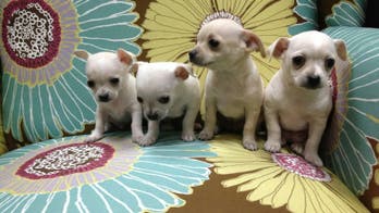 California pet store bans Second Amendment supporters from adopting animals, faces backlash