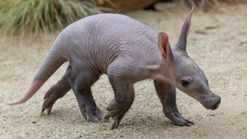 San Diego Zoo has first aardvark birth in nearly 4 decades