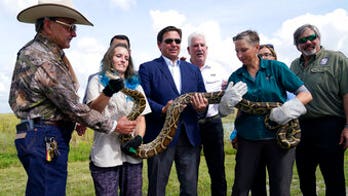 Florida Everglades to host Burmese python hunt in August