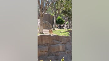 Zoo staff forced to intervene after dog enters gorilla enclosure