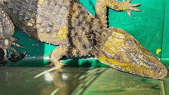 Alligator found under car in Texas desert: ‘A rare sight’