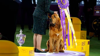Bloodhound named Trumpet claims top prize at Westminster Kennel Club Dog Show