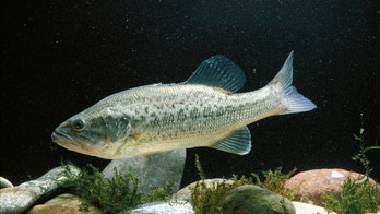 Tennessee issues fish consumption advisories for black bass and catfish in 3 reservoirs