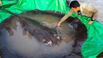 Fishermen catch 661-pound stingray, world’s largest freshwater fish