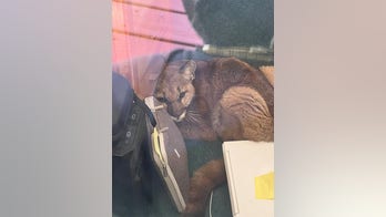 California mountain lion wanders into high school classroom