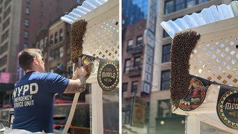 NYPD removes 2,000 bees from New York City restaurant
