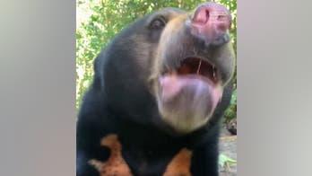 Zoo offers the public a peek at endangered sun bears rescued from illegal wildlife trade