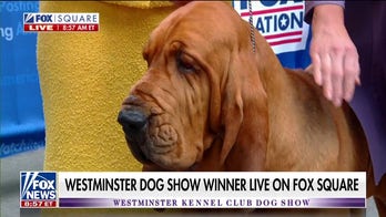 Westminster Dog Show 2022: Trumpet becomes first bloodhound to win 'Best in Show'