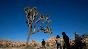 California considering listing iconic Joshua tree as threatened