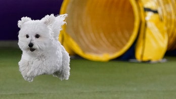 Westminster dog show 2022: Here are the best dog photos ever