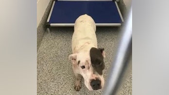 Texas man dead after being attacked by three dogs
