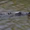 11-foot alligator kills man in Myrtle Beach yacht club community