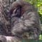 Baby sloth reunited with mom after rescuers replay its cries