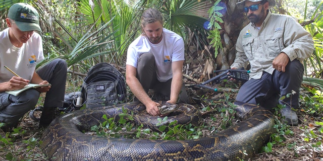 Biologists Ian Bartoszek (right) and Ian Easterling (center) are pictured with intern Kyle Findley (left) and a 17.7-foot, 215-pound female Burmese python. It was captured due to the tracking of a male scout snake in Picayune Strand State Forest in December 2021. 