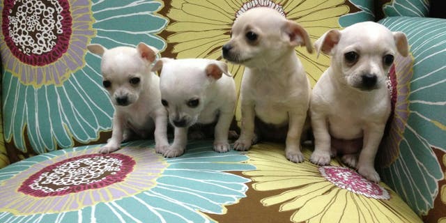 Shelter Hope Pet Shop describes itself as a fun, friendly place where visitors and volunteers can meet and interact with animals needing adoption.