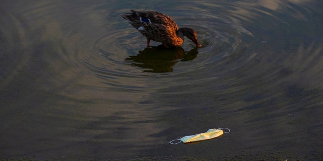 This file photo shows a mallard duck moving past a discarded protective face mask inside the partially-drained reflecting pool along the National Mall in Washington, U.S., October 3, 2021. 