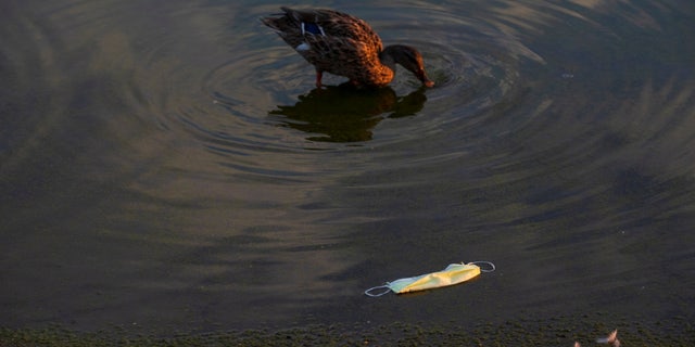 This file photo shows a mallard duck moving past a discarded protective face mask inside the partially-drained reflecting pool along the National Mall in Washington, U.S., October 3, 2021.
