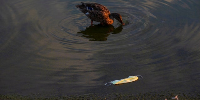 This file photo shows a mallard duck moving past a discarded protective face mask inside the partially-drained reflecting pool along the National Mall in Washington, U.S., October 3, 2021. 