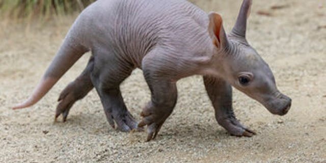 An aardvark cub explores her habitat at the San Diego Zoo on June 10, 2022. 