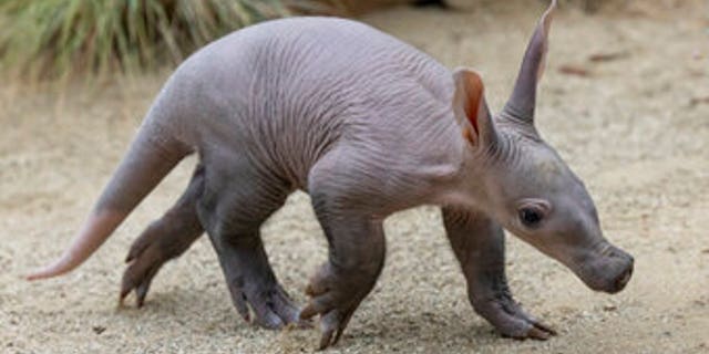 An aardvark cub explores her habitat at the San Diego Zoo on June 10, 2022.