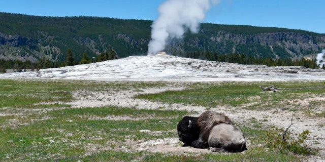 A Yellowstone bison lays down on the ground in front of the Old Faithful geyser in Yellowstone National Park, Wyo., Wednesday, June 22, 2022.