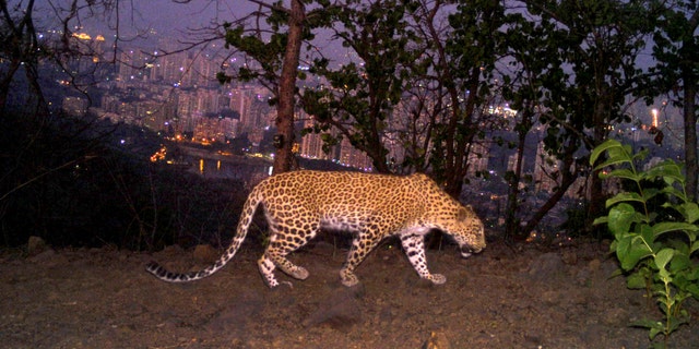 A leopard is seen walking across a ridge in Aarey colony near Sanjay Gandhi National Park overlooking Mumbai city, India.