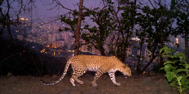 A leopard is seen walking across a ridge in Aarey colony near Sanjay Gandhi National Park overlooking Mumbai city, India.