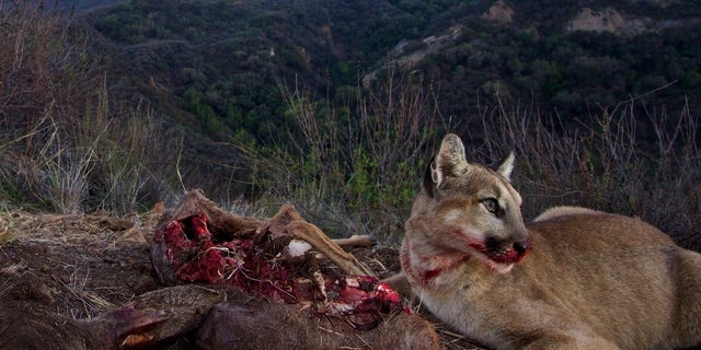 A mountain lion eats a kill at Santa Monica Mountains National Recreation Area near Malibu Creek State Park.