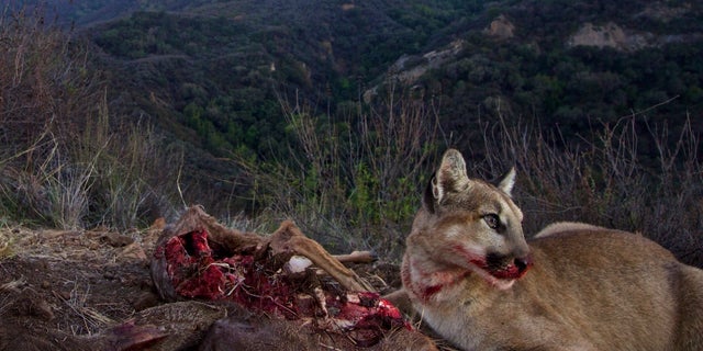 A mountain lion eats a kill at Santa Monica Mountains National Recreation Area near Malibu Creek State Park.