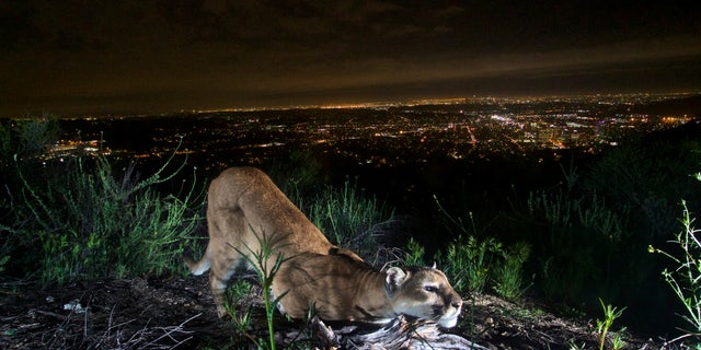 A mountain lion is seen "cheek-rubbing," leaving her scent on a log in the Verdugo Mountains with Glendale and the skyscrapers of downtown Los Angeles. 