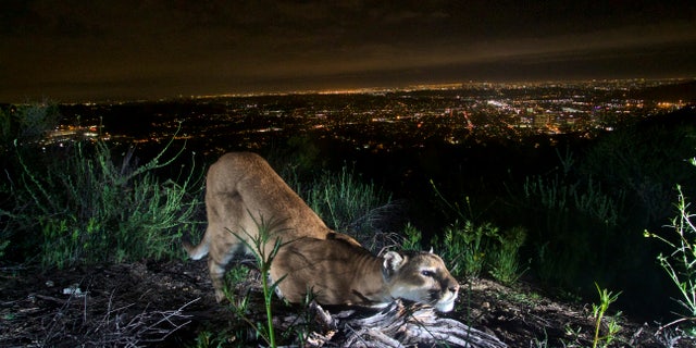 A mountain lion is seen "cheek-rubbing," leaving her scent on a log in the Verdugo Mountains with Glendale and the skyscrapers of downtown Los Angeles. 