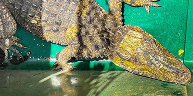 An American alligator was found under someone’s car in the desert of West Texas earlier this week. Alligators live near freshwater rivers, marshes or swamps.