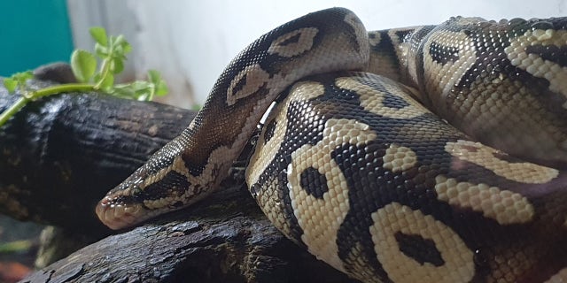 The python was removed by Brunswick Police Lt. Matthew Wilson, who rehomed it with a friend who has a large terrarium.