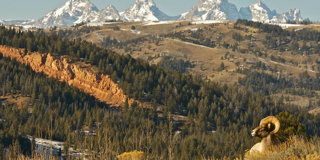 A bighorn sheep stands in front of the Teton Mountain Range in Wyoming. (Jackson Hole Ecotour Adventures)