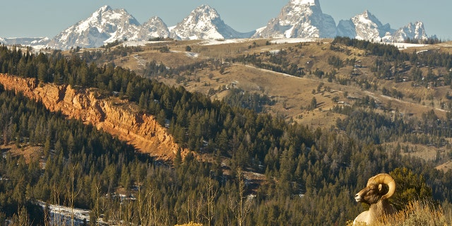 A bighorn sheep stands in front of the Teton Mountain Range in Wyoming. (Jackson Hole Ecotour Adventures)