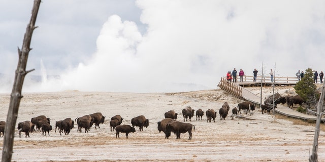 Bison and visitors using the boardwalk at Fountain Paintpots in Yellowstone National Park.