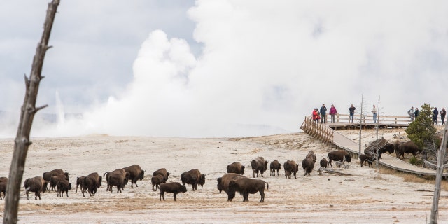 Bison and visitors using the boardwalk at Fountain Paintpots in Yellowstone National Park.